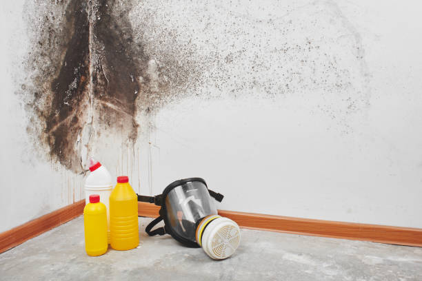 Best Same-Day Mold Removal  in Montague, CA