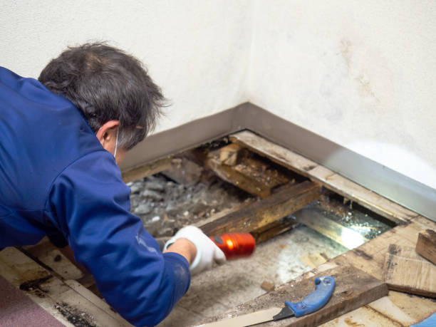Best Mold Removal Company Near Me  in Montague, CA