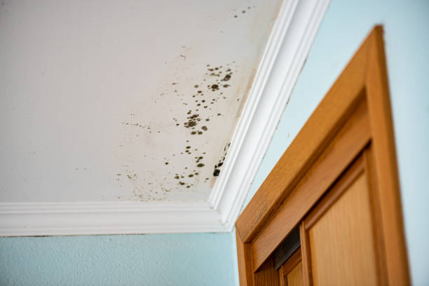 Best Local Mold Removal Service  in Montague, CA