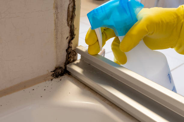 Best Best Mold Removal Companies  in Montague, CA