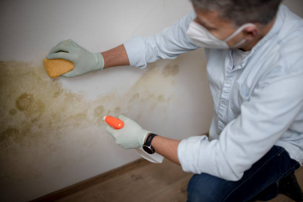 Best Commercial Mold Removal  in Montague, CA