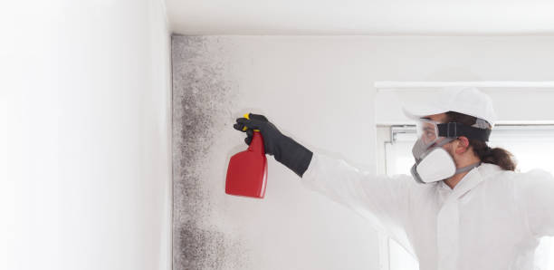 Best Toxic Mold Removal  in Montague, CA