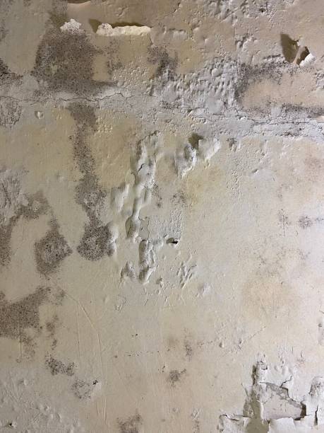 Best Black Mold Removal  in Montague, CA
