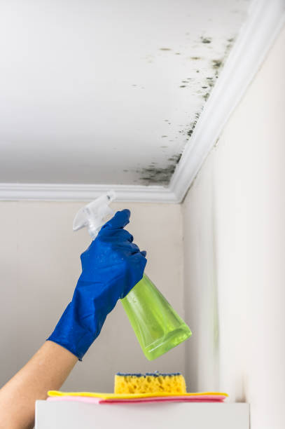 Best Fast Mold Removal  in Montague, CA