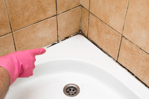 Best Mold Damage Repair  in Montague, CA